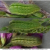pol icarus larva4 volg3